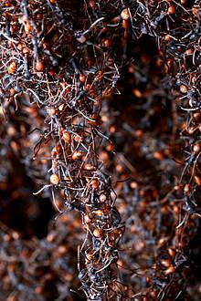 Army ants forming a bridge